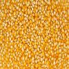 White and Yellow Maize Corn for sale