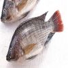 High Quality Seafood Red & Black Frozen Tilapia