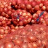 Newest crop red fresh onion