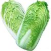 New Harvest Fresh Celery Cabbage