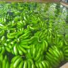 High Quality Fresh Green Cavendish Bananas