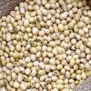 %100 QUALITY SOYBEANS / SOYBEANS SEEDS / SOYBEANS FOR SALE