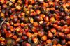 Fresh and Dried PALM KERNEL NUTS