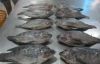 Frozen Tilapia Fish Whole Round Grade A