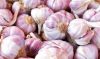 Sell Best Quality Garlic