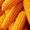 High quality Yellow Corn & White Corn/Maize for Human & Animal Feed for sale