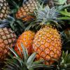 Best Pineapples for sale