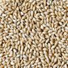 best quality Feed barley for sale