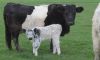 HOLSTEIN HEIFERS DAIRY COWS