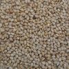 Quality  Organic Sesame Seeds Wholesale