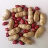 Best Grade PEANUT FOR SALE / Peanuts/Groundnut