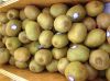 WHOLESALE FRESH KIWI / KIWI FRUIT FOR SALE / GOOD PRICE QUALITY FRESH KIWI FRUITS