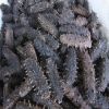 Dried Sea Cucumber, Sea Cucumber