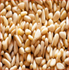 SESAME SEEDS