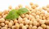 NON GMO DRIED CHEAP SOYBEANS