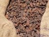 Forastero cocoa bean