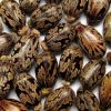 Top Quality Castor Seed