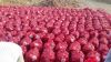 Good Quality fresh shiny red/yellow/white onion in bulk Sale