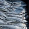 Quality Fish Frozen Ribbonfish