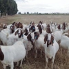 Pure Bred Boer Goats affordable negotiable prices