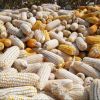 Feed Grade Yellow Corn / Yellow Maize / White maize non gmo