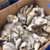 Oyster Mushrooms