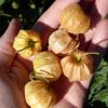 peruviana seeds / Oleander Cascabela Seeds.