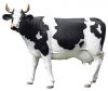 Dairy Cattle/Live Pregnant Friesian Holstein Heifers Cow