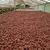 Premium Quality Wholesale Dried Cocoa Beans