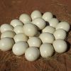 Fresh Fertile Ostrich Eggs and Chicks for Sale