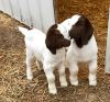 Boer Goats Live Dairy Cows and Pregnant Holstein Heifers Cow for sale