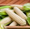 Export Top Selling Non GMO White Corn & White Corn Air Dried White Maize Corn