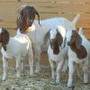 Livestock Boer Goats, Live Sheep & Live Goats