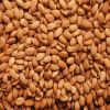 Quality Apricot Kernels for sale