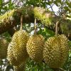 100% Fresh Super Sweet Taste Premium Quality King Durian