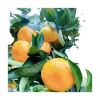 Mandarin Fresh Citrus Fruit Valencia Fresh Oranges
