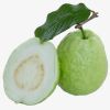 Fresh Guava Fruit