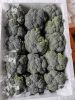 Quality fresh broccoli vegetables