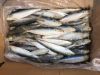 Supply Good Size 80 - 100 pcs /kg Sardine Maroc Sardines Morocco Frozen