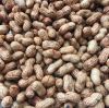 Peanuts Groundnuts