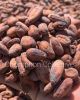 Certified Best Wholesale price Cacao Beans +Dried Criollo Cocoa Beans +Dried Fermented Cacao +Dried