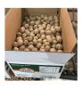 Wholesale Dried Walnuts raw Walnuts with shell/without shell