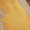 Non GMO Yellow maize/corn / Dry White Maize For Bulk Export