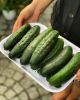 Fresh Cucumber/ Fresh vegetable cucumber organic wholesale high quality healthy fresh cucumber