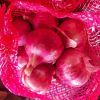 New Crop Fresh Red and Yellow Onion with Lower Price