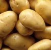 Fresh Potato Fresh New Fresh Potato Seeds For Wholesale