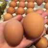 Fresh Chicken Table Eggs for sale