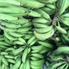 Plantains Green Plantain Banana/Fresh Green Plantains for sale