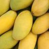 Fresh Quality South African Mangoes