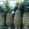 South Africa Fresh Premium Quality Pineapple